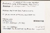 Boletus calopus var. frustosus image