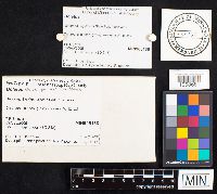 Boletus calopus var. frustosus image