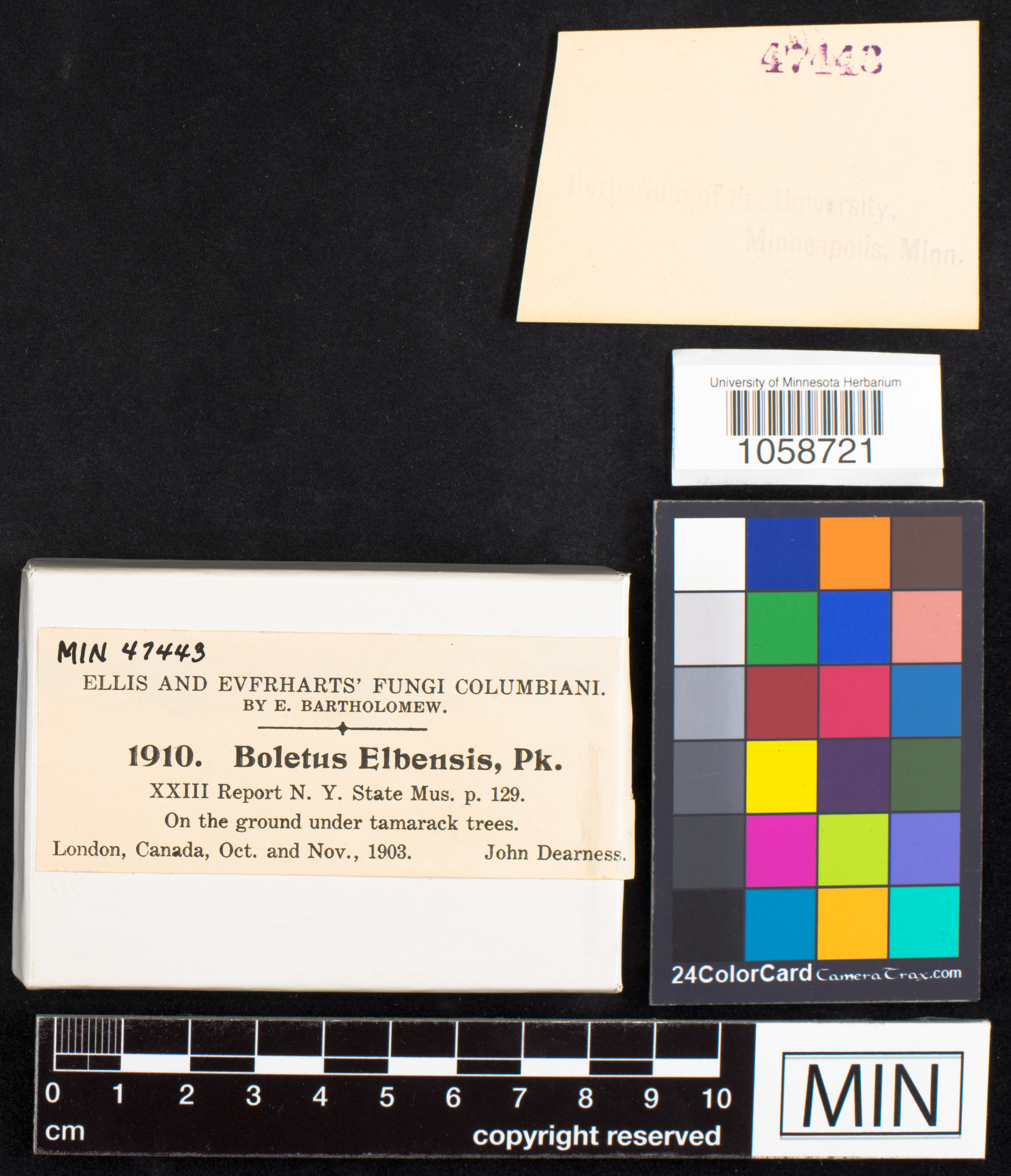 Boletus elbensis image