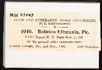 Boletus elbensis image
