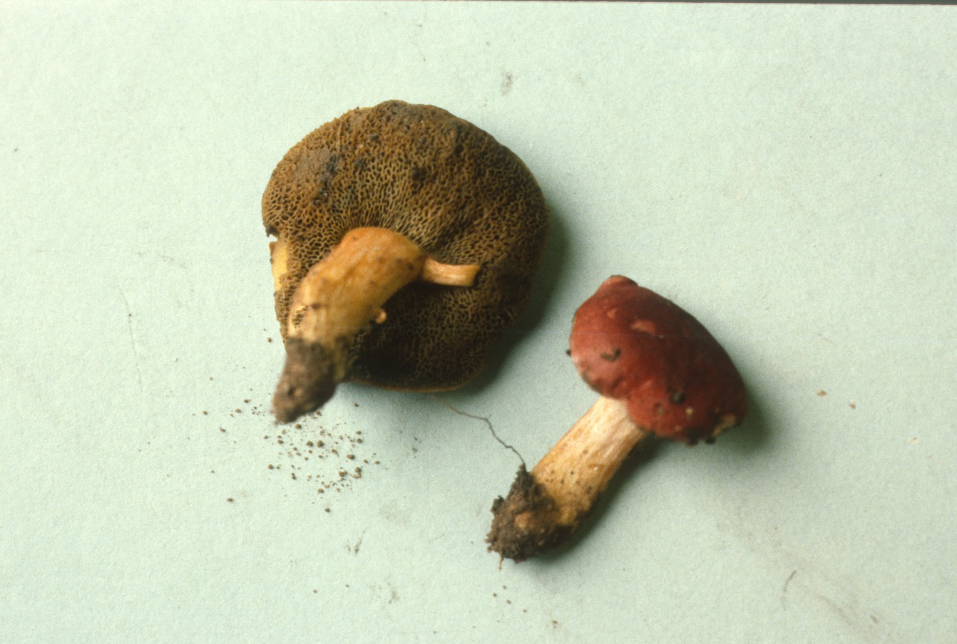 Boletus fraternus image