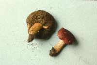 Image of Boletus fraternus
