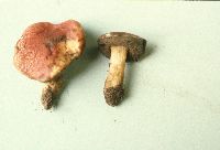 Boletus fraternus image