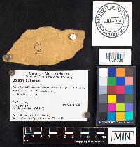 Boletus fraternus image