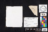 Media resource of Boletus flavorubellus