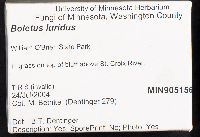 Boletus luridus image