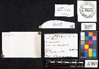 Boletus luridus image