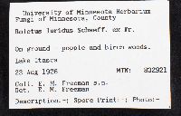 Boletus luridus image