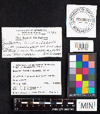 Boletus luridus image