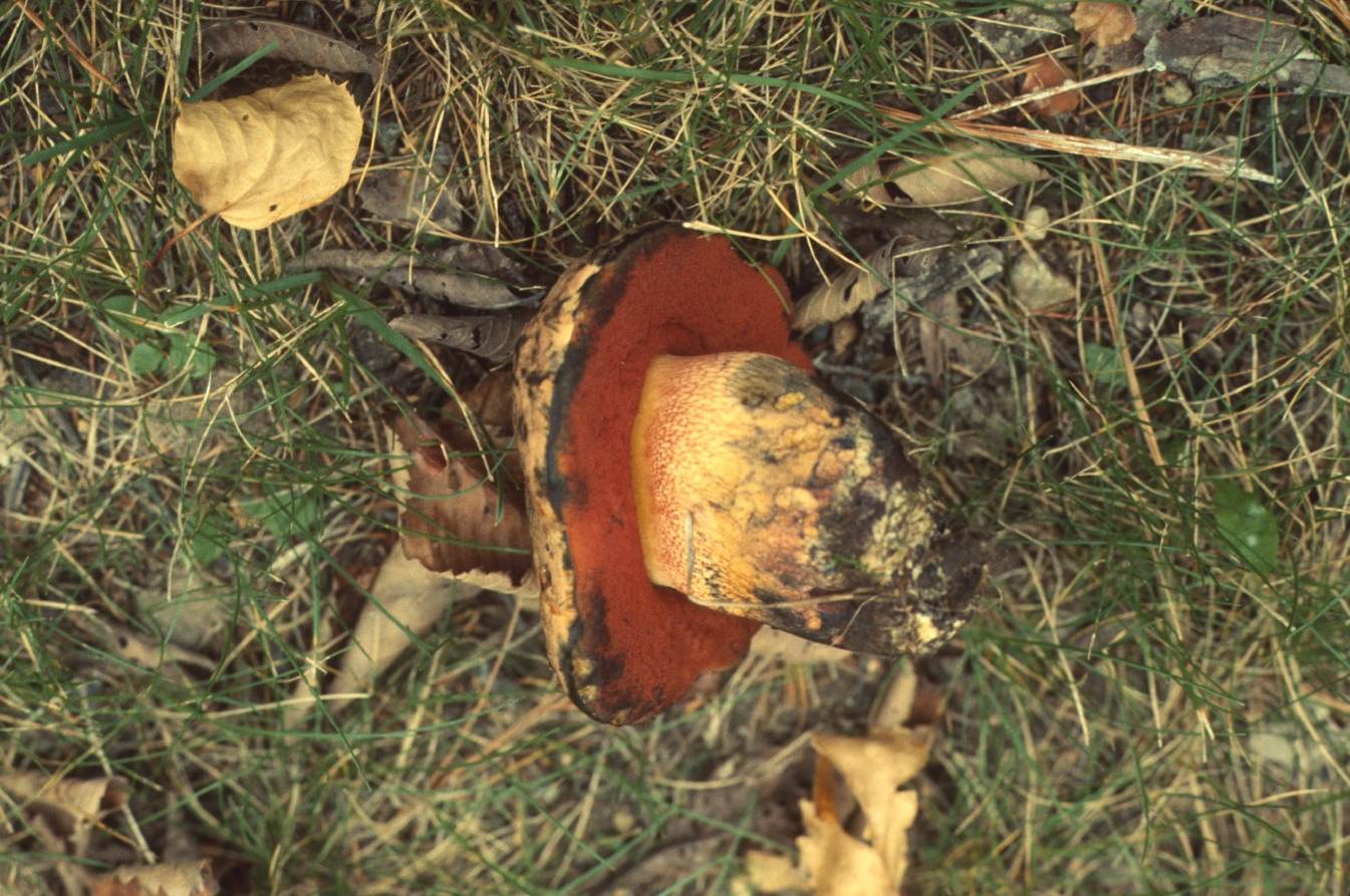 Boletus luridus image