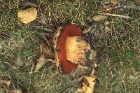 Media resource of Boletus luridus