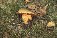 Boletus luridus image
