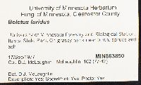 Boletus luridus image
