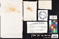 Boletus luridus image