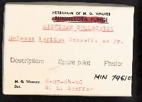 Boletus luridus image