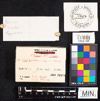 Boletus luridus image