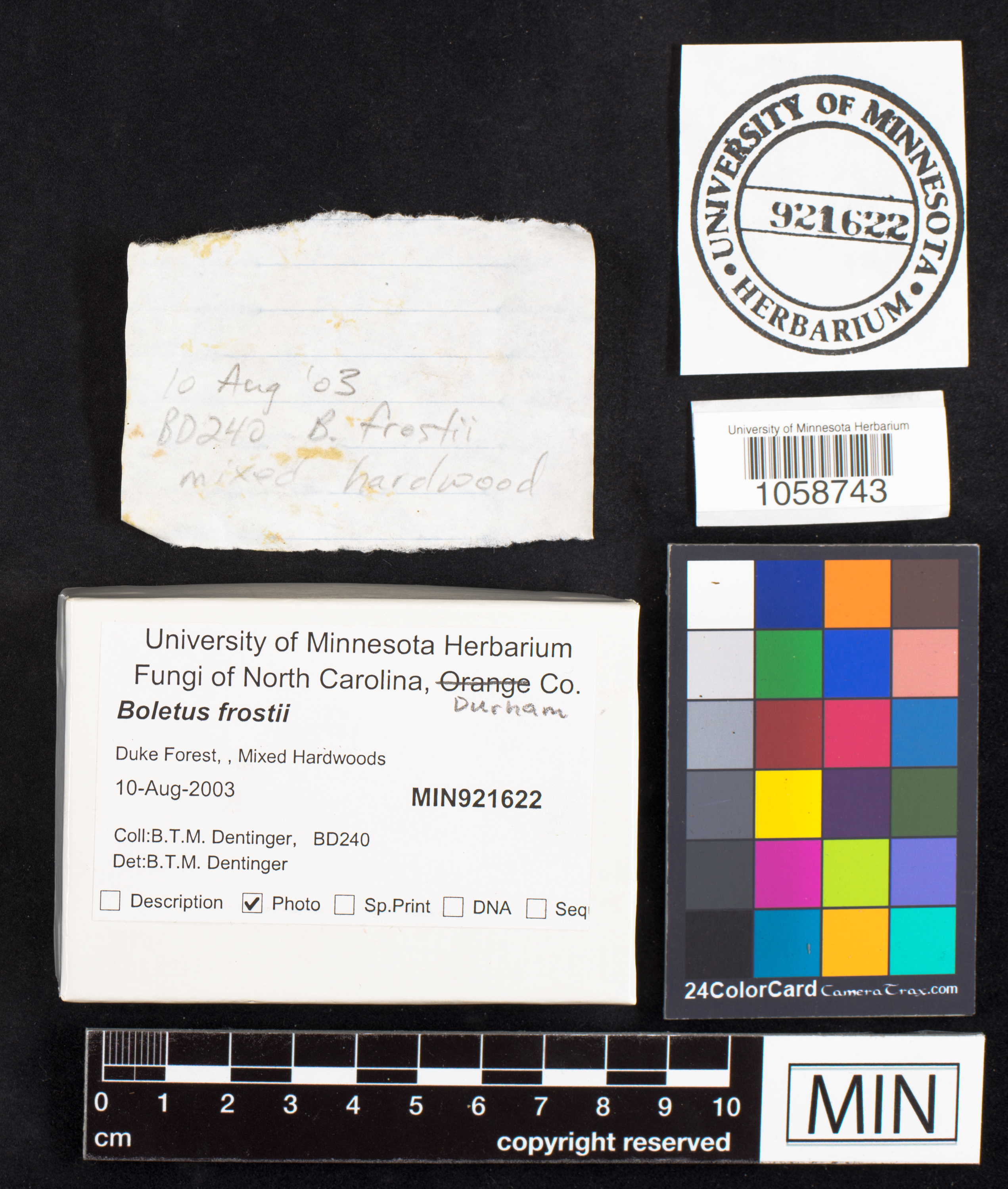 Boletus frostii image