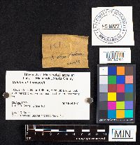 Media resource of Boletus harrisonii