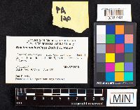 Boletus nobilissimus image