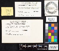 Boletus nobilissimus image