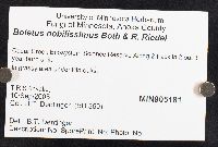 Boletus nobilissimus image