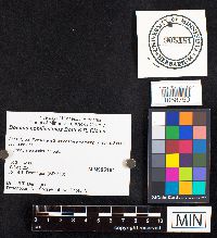 Boletus nobilissimus image