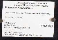 Boletus nobilissimus image