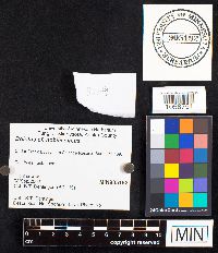 Boletus nobilissimus image