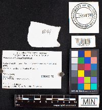 Boletus nobilissimus image