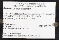 Boletus nobilissimus image