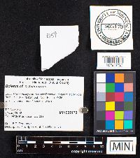 Boletus nobilissimus image