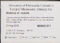 Boletus nobilis image