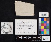 Media resource of Boletus nobilis