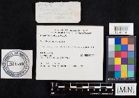 Boletus nobilis image