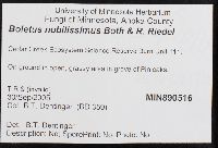 Boletus nobilissimus image