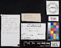 Boletus nobilissimus image