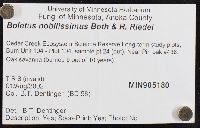 Boletus nobilissimus image