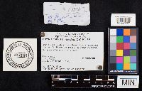 Boletus nobilissimus image