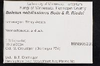 Boletus nobilissimus image