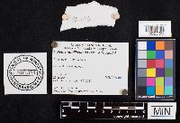 Boletus nobilissimus image