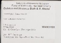 Boletus nobilissimus image