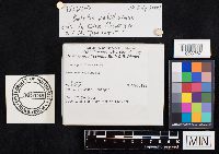 Boletus nobilissimus image