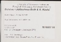 Boletus nobilissimus image