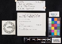 Boletus nobilissimus image