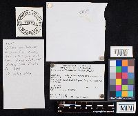 Boletus nobilissimus image