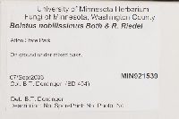 Boletus nobilissimus image