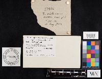 Boletus nobilissimus image