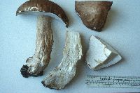 Boletus nobilissimus image