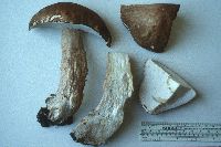 Boletus nobilissimus image