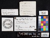 Boletus nobilissimus image